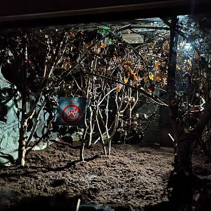 Pygmy slow loris enclosure