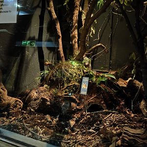 Lesser hedgehog tenrec enclosure