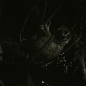 Pygmy slow loris