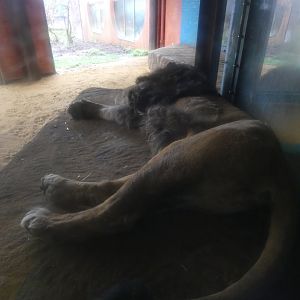 Asiatic lion lying by the window