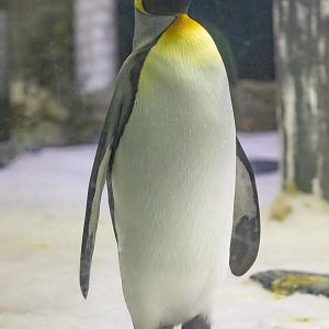 King Penguin