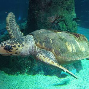 Loggerhead Turtle