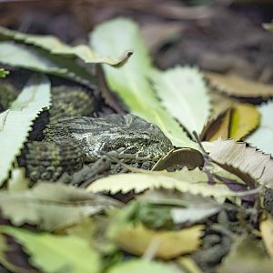 Northern Death Adder