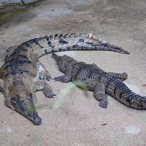 Freshwater Crocodile