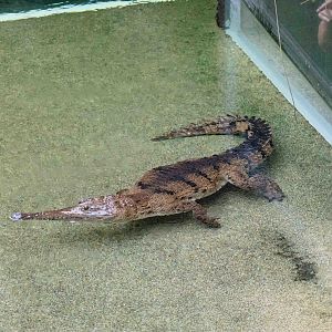 Freshwater Crocodile