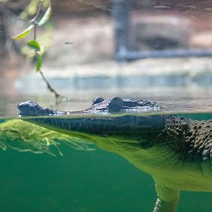 Freshwater Crocodile