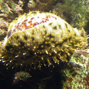 Tiger cowry, Tiger cowrie (Cypraea tigris)