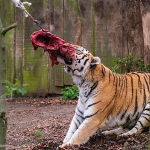 Tiger VS Bungee Cord