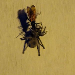 Tarantula hawk wasp (Family: Pompilidae) dragging Tarantula (Family:Theraphosidae)