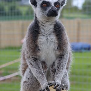 Ring-Tailed Lemur at Wildway Wildlife
