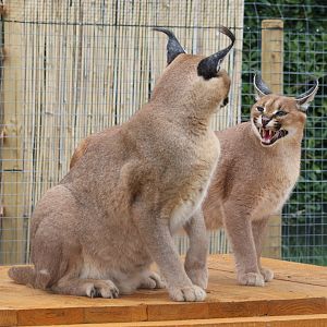 Indian Caracal at Wildway Wildlife