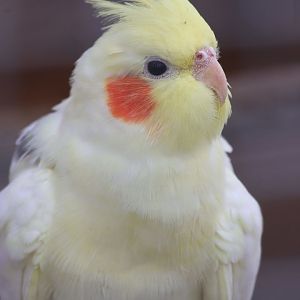 Cockatiel at Wildway Wildlife