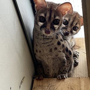 Cape Genet (Genetta Tigrina) at Wildway Wildlife