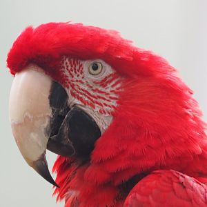 Red and Green Macaw