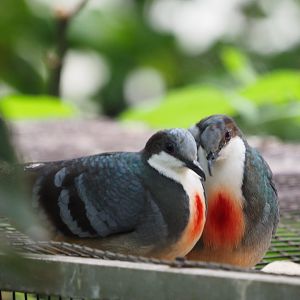 Luzon Bleeding-Hearts