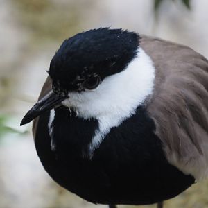 Spur-Winged Lapwing
