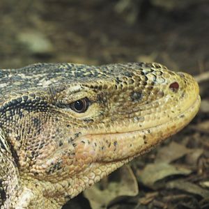 Common Water Monitor