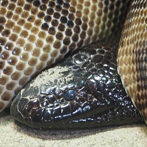 Black-Headed Pythong