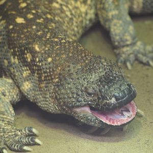 Mexican Beaded Lizard