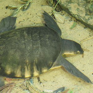 Fly River Turtle
