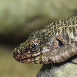 Giant Plated Lizard