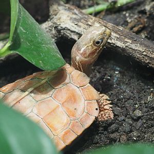 Black-Breasted Leaf Turtle