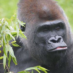Western Lowland Gorilla