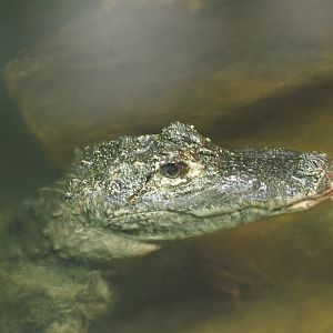 Chinese Alligator