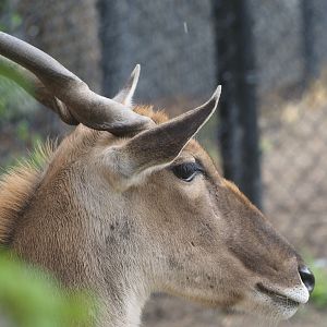 Common Eland