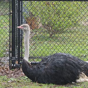 Common Ostrich