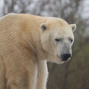 Polar Bear 3