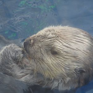 Southern Sea Otter