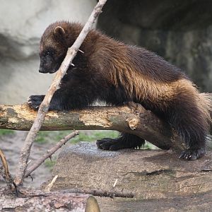 Eurasian Wolverine