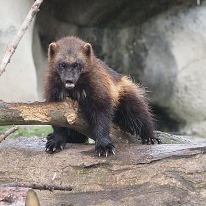 Eurasian Wolverine 2