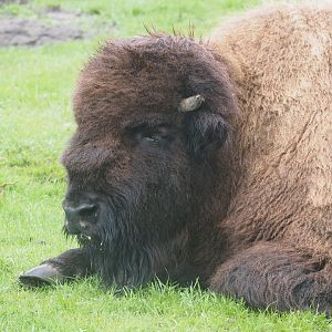 American Bison 2