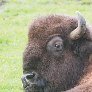American Bison 1