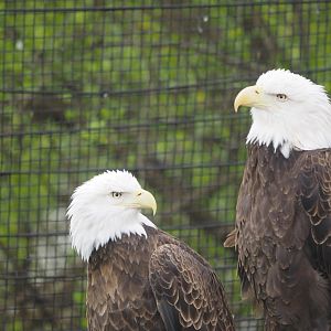 Bald Eagles