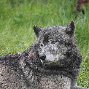 Great Plains Wolf "Kaska" 2