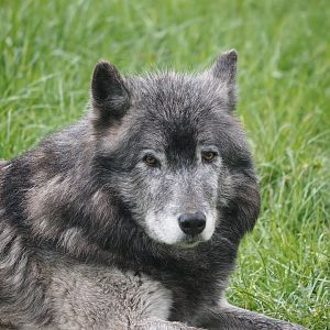 Great Plains Wolf "Kaska" 1