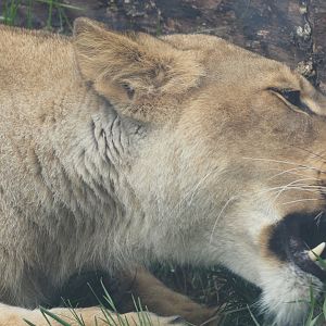 African Lion Eating Grass