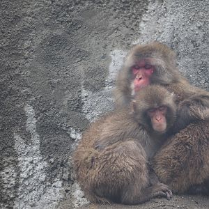 Japanese Macaques