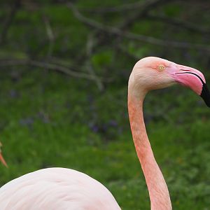 Greater Flamingo