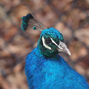 Indian Peafowl