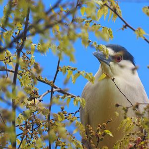 Wild Black-Crowned Night Heron