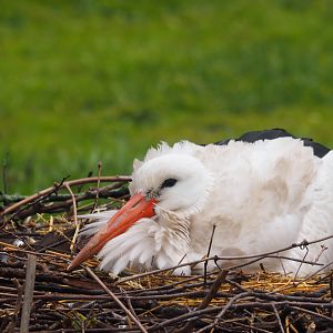 White Stork on Nest