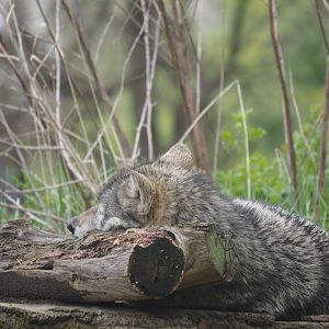 Great Plains Wolf "Renner"