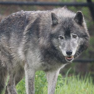 Great Plains Wolf "Kaska" 3