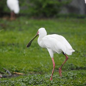 African Spoonbill