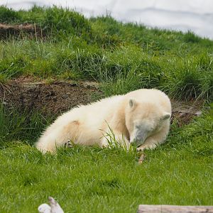 Polar Bear 4