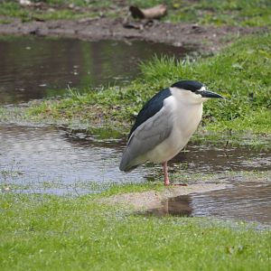 Another Wild Black-Crowned Night Heron
